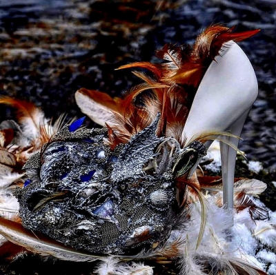 47692864_355967105186800_1797333250229216031_n